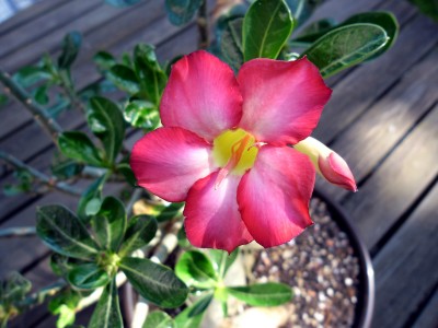 Adenium_Blüte.jpg