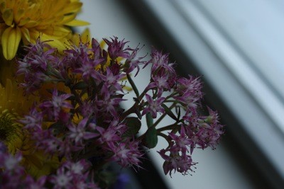 IMG_8072_400x267.shkl.JPG