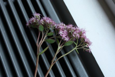 IMG_8075_400x267.shkl.JPG
