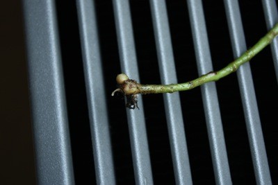 IMG_8083_400x267.shkl.JPG