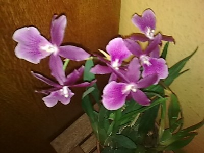 ..Orchi....JPG