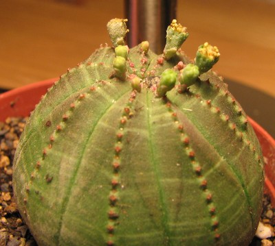 Euphorbia obesa.jpg