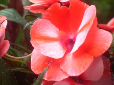 100_4724.JPG