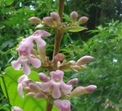 100. Pflanze, DSC08394.JPG