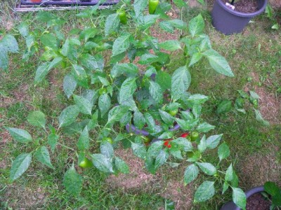 Pflanze Mittellscharfer Chili.jpg