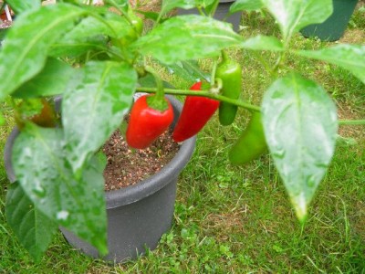 Früchte Mittelscharfe Chili.jpg