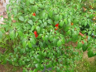 Pflanze Billachili.jpg