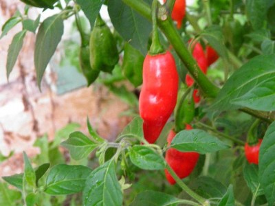 Früchte Billachili.jpg