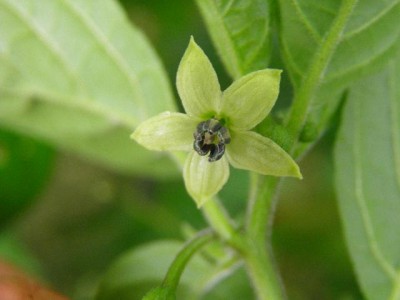 Blüte Billachili.jpg