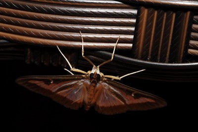 dsc_7811_Nachtfalter.jpg