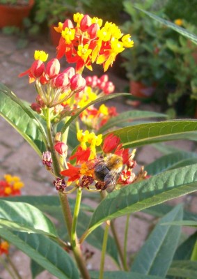 01.09.11_SeidiHummel2.jpg