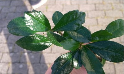 bonsai.jpg