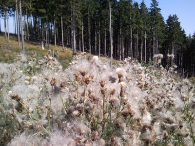 SNC01497.JPG