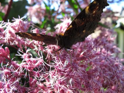 Schmetterling.JPG