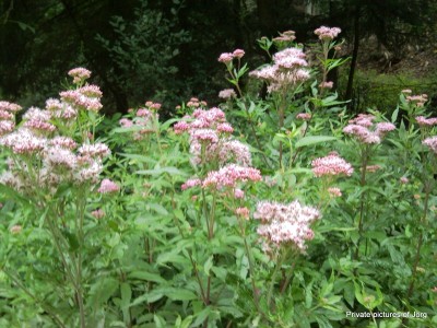 SNC00432.JPG