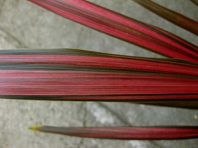 IMG_6832.JPG