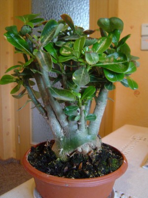 Adenium.jpg