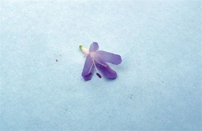 Knautia arvensis (2).JPG