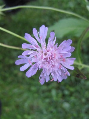 Knautia arvensis (1).JPG