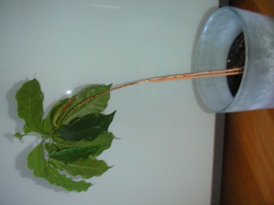 PICT0001.JPG
