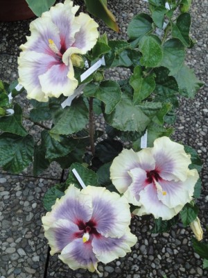 Tahitian Taui 3er 03-09-2011.JPG