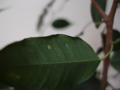 Ficus Benjaminus III.jpg