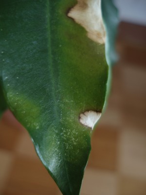 Ficus Benjaminus II.jpg