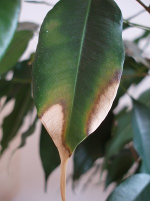 Ficus Benjaminus I.jpg