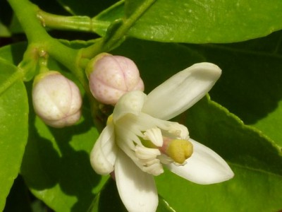 Zitronenblüte 2.jpg