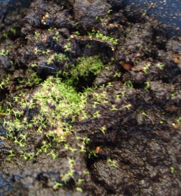 Drosera capensis Sämlinge.JPG