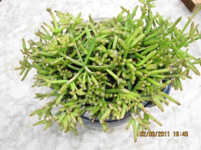 2011_7437.jpg