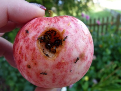 marienkäfer im apfel.jpg