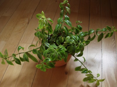 Kussmäulchen I.jpg