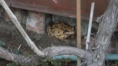 DSCF1088.jpg