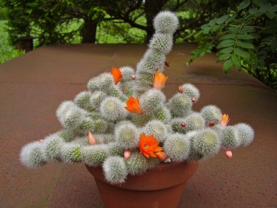 Aylostera muscula (1).jpg
