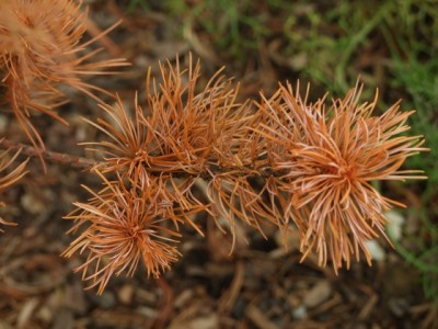 DSCF7026.JPG