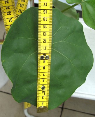 Jatropha podagrica 4.9.11 (1).JPG