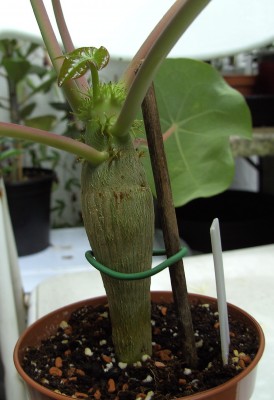 Jatropha podagrica 4.9.11 (4).JPG