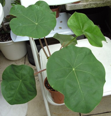 Jatropha podagrica 4.9.11 (2).JPG