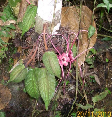Herrania balaensis, 102_1090.JPG