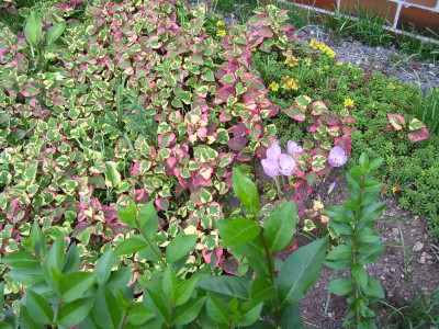 Houttuynia cordata.jpg