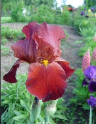 Iris.jpg