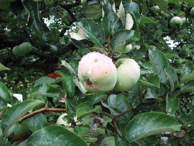 Kamerabilder Canon 2006 215 unbekannter Apfel02.jpg