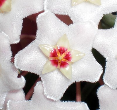 Hoya Blüte_klein.jpg