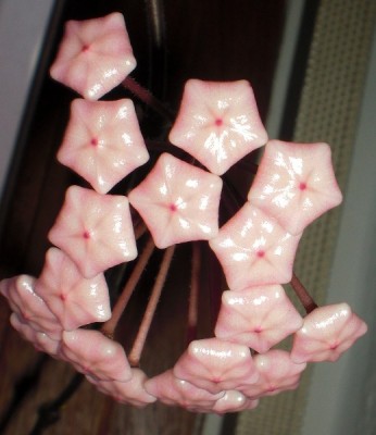 Hoya Knospen_klein.jpg