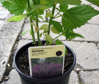 Agastache Blue Fortune_1617.jpg