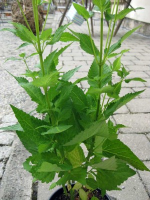 Agastache Blue Fortune_1616.jpg