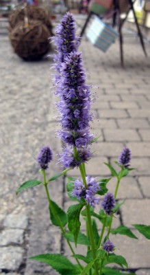 Agastache Blue Fortune_1615.jpg