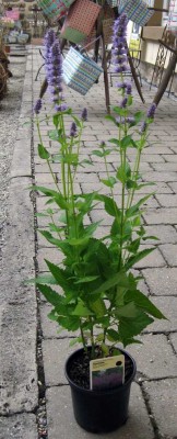 Agastache Blue Fortune_1614.jpg