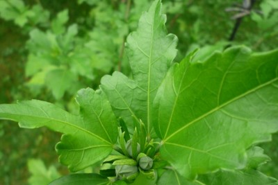 Knospen an Hibi von marcu.JPG